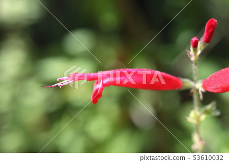 菠蘿鼠尾草 菠蘿鼠尾草 53610032