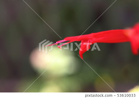 菠蘿鼠尾草 菠蘿鼠尾草 53610033