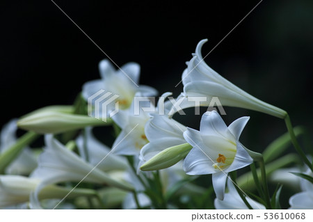 Lily, lily, cannon lily Lily, lily, cannon lily 53610068