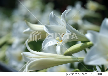百合花,百合,鐵炮百合花 53610089