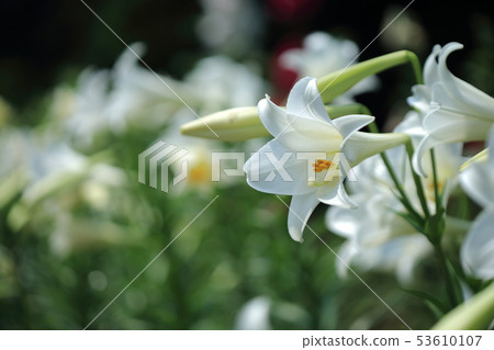 Lily, lily, cannon lily 53610107