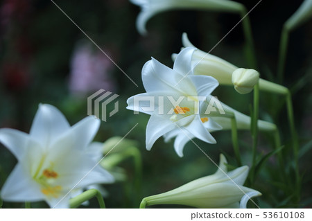 Lily, lily, cannon lily 53610108