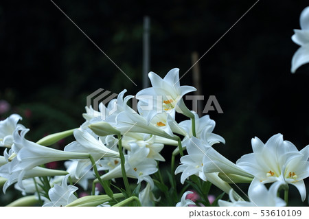 Lily, lily, cannon lily 53610109