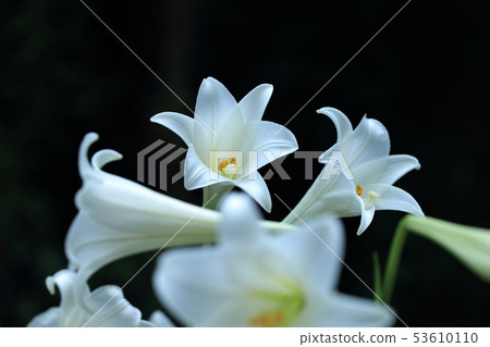 Lily, lily, cannon lily Lily, lily, cannon lily 53610110