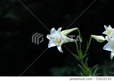 百合花,百合,鐵炮百合花 53610130