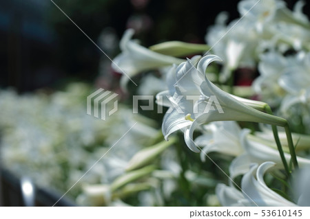 Lily, lily, cannon lily Lily, lily, cannon lily 53610145