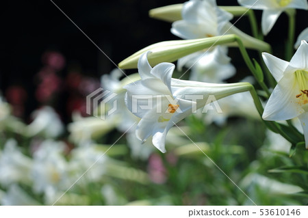 Lily, lily, cannon lily Lily, lily, cannon lily 53610146