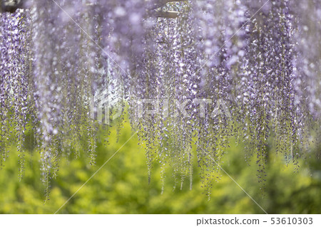 Flower park ~ wisteria flower # 1 Flower park ~ wisteria flower # 1 53610303