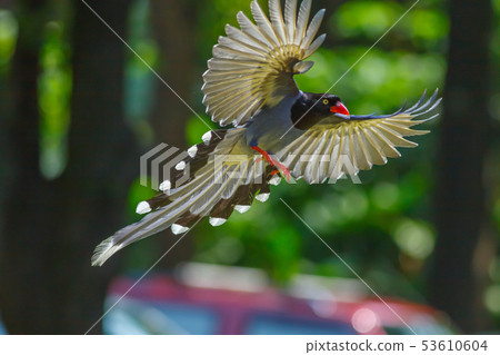 台灣藍鵲,留鳥,鳥類 53610604