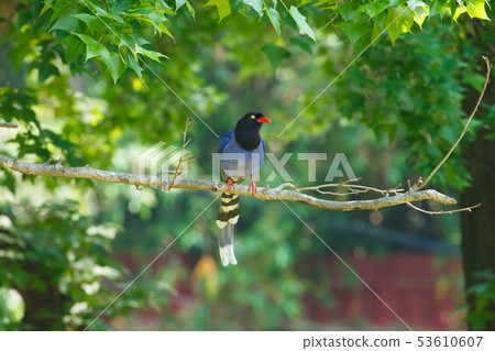 台灣藍鵲,留鳥,鳥類 台灣藍鵲,留鳥,鳥類 53610607