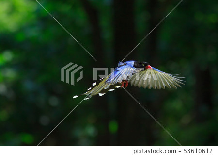 台灣藍鵲,留鳥,鳥類 53610612