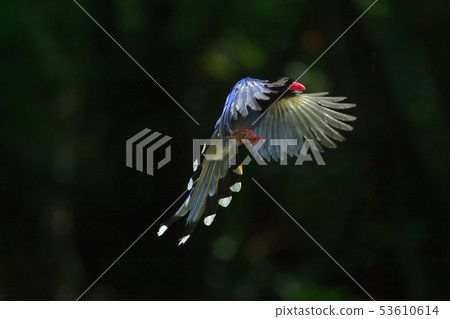 台灣藍鵲,留鳥,鳥類 台灣藍鵲,留鳥,鳥類 53610614