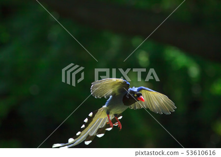 台灣藍鵲,留鳥,鳥類 台灣藍鵲,留鳥,鳥類 53610616