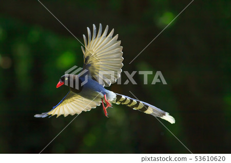 台灣藍鵲,留鳥,鳥類 台灣藍鵲,留鳥,鳥類 53610620