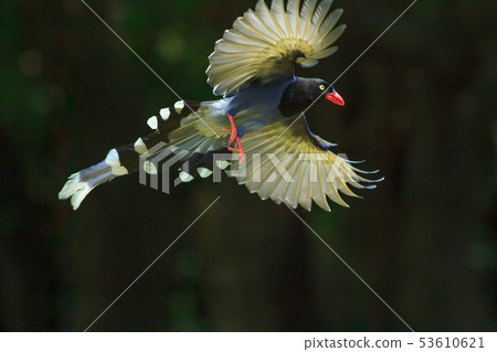台灣藍鵲,留鳥,鳥類 台灣藍鵲,留鳥,鳥類 53610621
