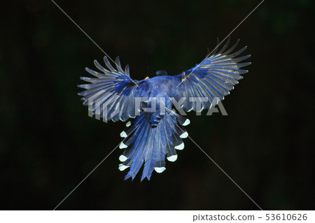 台灣藍鵲,留鳥,鳥類 53610626