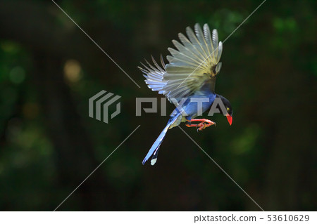 Taiwan blue dragonfly, resident bird, bird 53610629