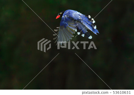 台灣藍鵲,留鳥,鳥類 台灣藍鵲,留鳥,鳥類 53610631