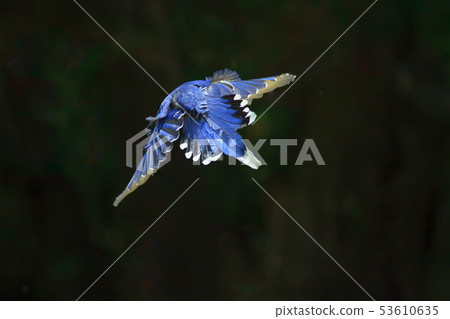 台灣藍鵲,留鳥,鳥類 台灣藍鵲,留鳥,鳥類 53610635