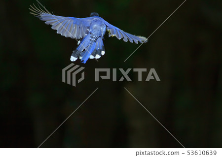 台灣藍鵲,留鳥,鳥類 53610639