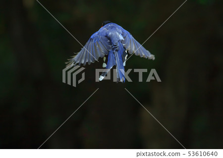 台灣藍鵲,留鳥,鳥類 53610640