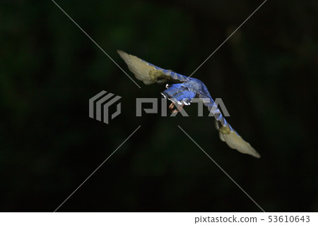 台灣藍鵲,留鳥,鳥類 53610643