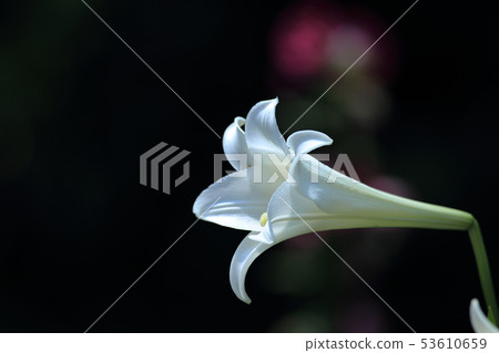 Lily, lily, cannon lily 53610659