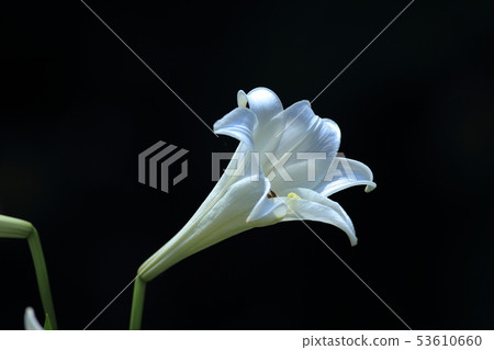 Lily, lily, cannon lily 53610660