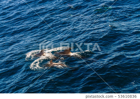 Long-Finned Pilot Whales in the Southern Atlantic Ocean 53610836