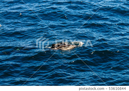 Long-Finned Pilot Whales in the Southern Atlantic Ocean 53610844