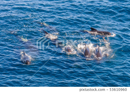 Long-Finned Pilot Whales in the Southern Atlantic Ocean 53610960