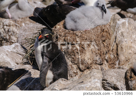 Penguin and Albatross Chick Penguin and Albatross Chick 53610966