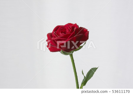rose rose 53611170