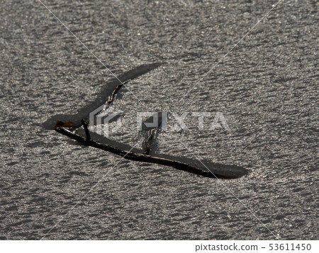 Hovering twig in ice, frozen lake. Broken branch Hovering twig in ice, frozen lake. Broken branch 53611450