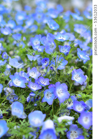 Nemophila 53612033