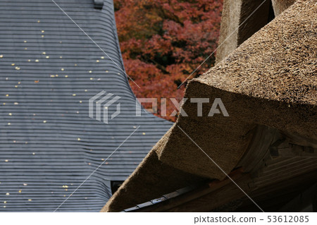 鳥取走在四季秋天秋葉Toyokoneji 53612085