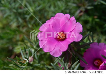 Matsuba button 53612095