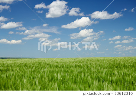 Green wheaten sprouts in the field and cloudy sky. Green wheaten sprouts in the field and cloudy sky. 53612310
