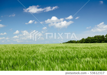 Green wheaten sprouts in the field and cloudy sky. Green wheaten sprouts in the field and cloudy sky. 53612317