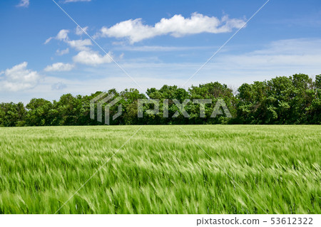 Green wheaten sprouts in the field and cloudy sky. 53612322