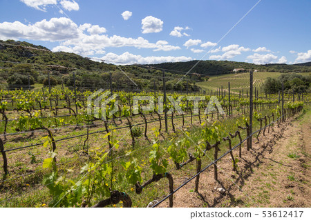 Rows of grapevine plants in italian vineyard 53612417