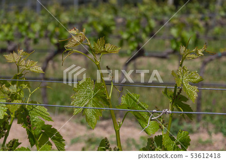Rows of grapevine plants in italian vineyard 53612418