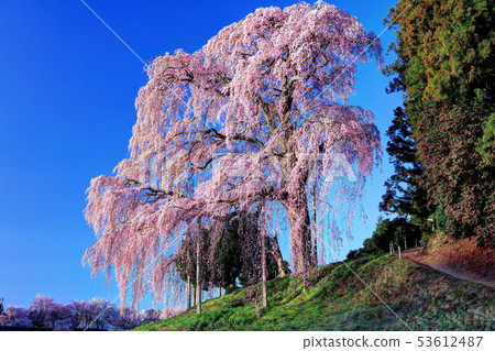 在戰場上哭泣的櫻花 53612487