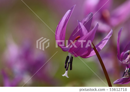 Katakuri flowers Katakuri flowers 53612718