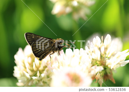 Cochaban Sesely 2 53612836