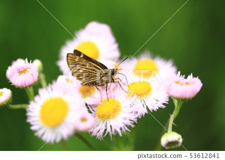 Cochaban Sesely 7 53612841