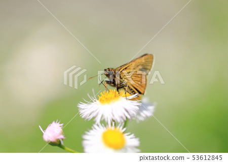 Cochaban Seserie 10 Cochaban Seserie 10 53612845