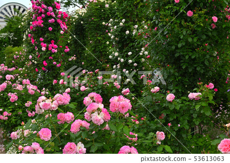 Hill Park where Yokohama · Harbor can be seen Hill Park where Yokohama · Harbor can be seen 53613063