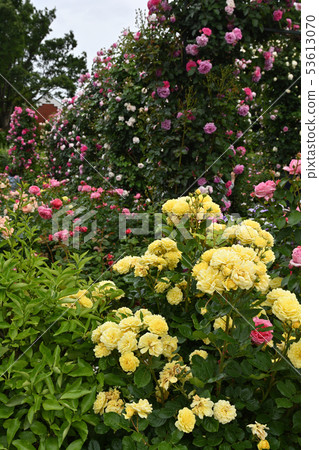 可以看到橫濱·港口的山公園 可以看到橫濱·港口的山公園 53613070