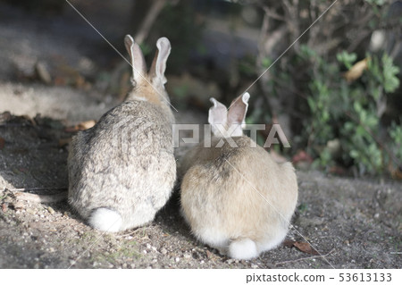 Usagi's Tail 53613133